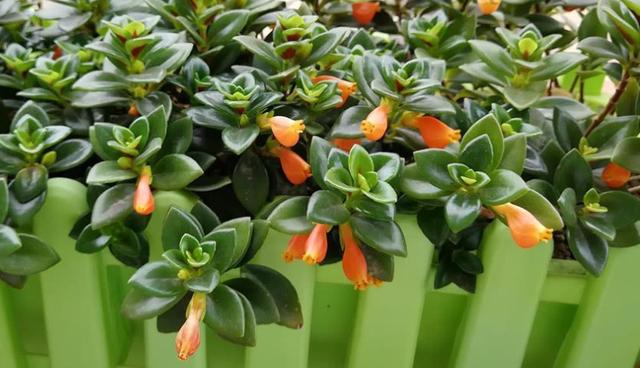 阳台养盆金鱼吊兰，满盆金鱼超漂亮，给点阳光就灿烂