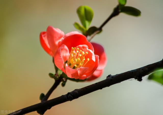 “不经苦寒花难开”的品种，下雪也别搬进屋，冻冻更娇艳