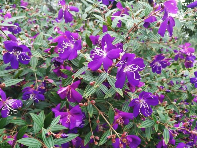 它也叫牡丹，比真牡丹便宜，是我认为的“宝藏花卉”