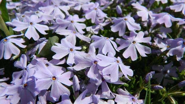 适合庭院绿化种植的花卉绿植品种，二月篇