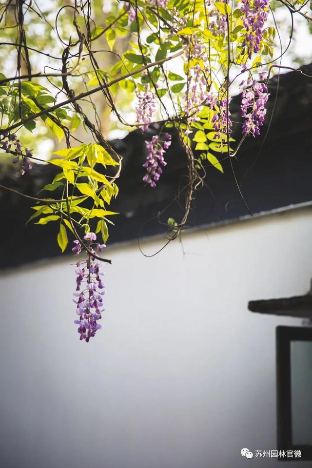 『玩乐足迹』去打卡!苏州园林紫藤花开,如梦的人间四月天来啦~