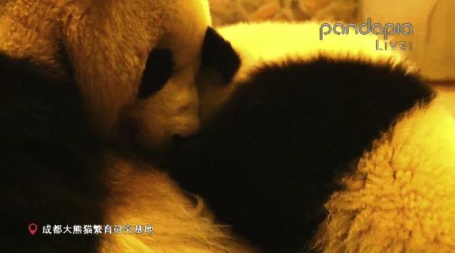 你的育儿经|出彩“滚滚”| 其实“滚滚”也有带娃的烦恼......
