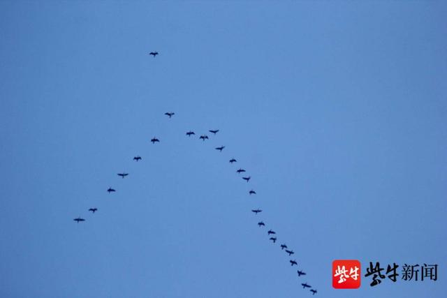 冷空气突然来袭,成群大雁南飞