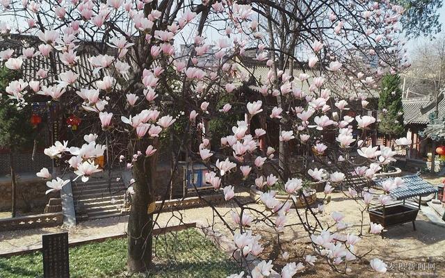 [趣旅游]双玉兰古树，来自春天的使者