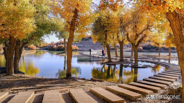 「旅行百事通」远古胡杨沧桑千年，邂逅大漠胡杨，遇见人间秘境