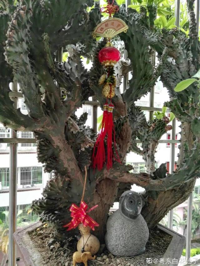 15种镇宅花，家里摆一盆，镇宅旺运超霸气