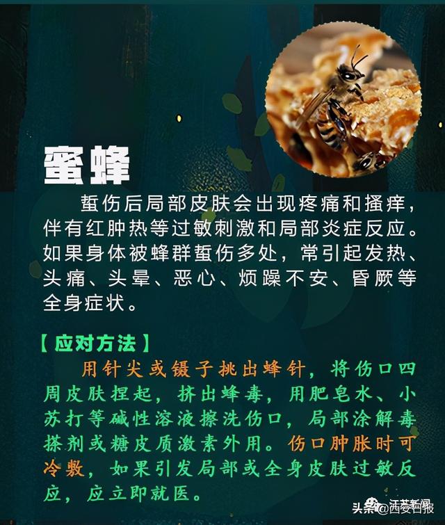 蜈蚣|被这种虫子咬一口，女子窒息身亡！被咬后千万别这样做
