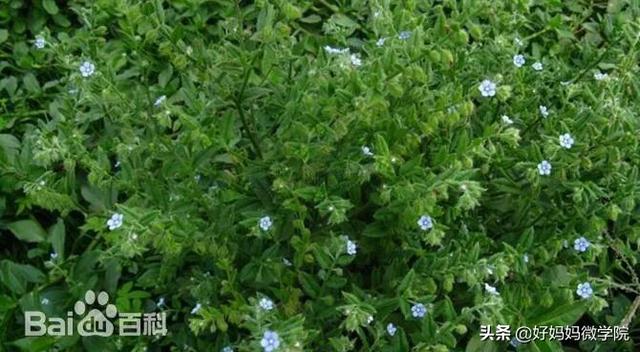 #超级宝妈#你认识路边那些星星般的蓝色小花?别再用“不知道”打发孩子了