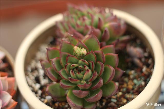 堪称励志，一颗十里挑一，几经坎坷的圣诞东云