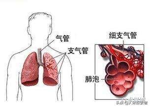 痰是什么？痰在什么位置？不同疾病引起的咳痰各有什么特点