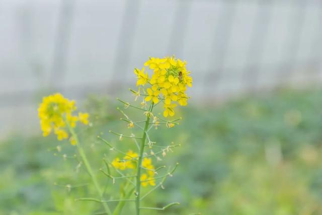 今天吃什么菜？来松江这个农场看看