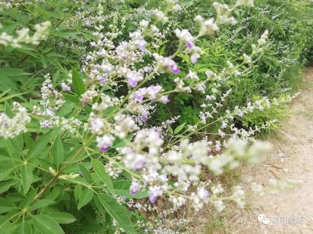 莱阳两座大山别有情