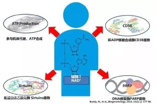 黑科技大揭秘！抗衰胶囊原来是这样延缓衰老的！