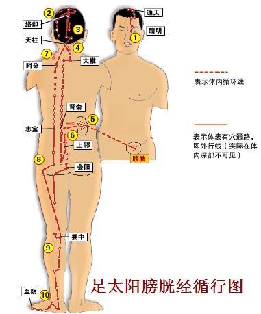 养生必知：人体最大的排毒通道――膀胱经