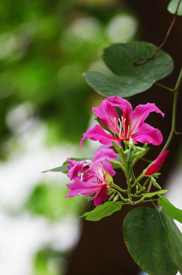 路边的紫荆花开得那么旺，粉紫色的花挂枝头，想家养该怎么做？