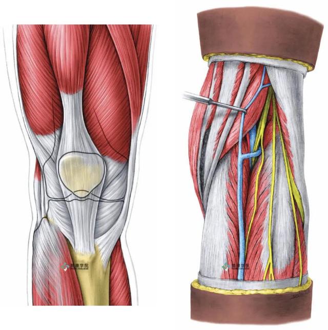 膝关节解剖及常见损伤