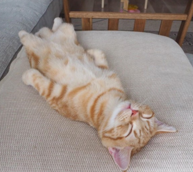 小橘猫每次玩累了倒头就睡,跟突然断电一样,太可爱了