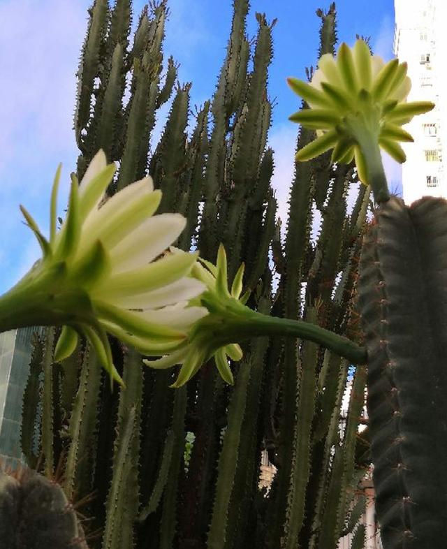 家里的花招了蚧壳虫，橄榄油加洗洁精，给花喷点效果好