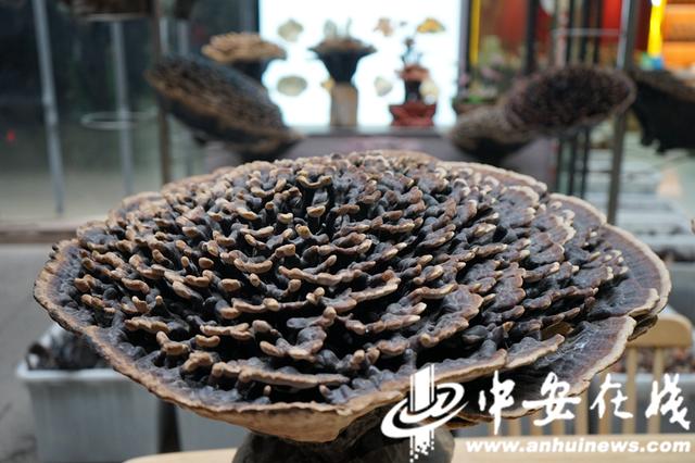 中药|「春游江淮请您来」草木飘香 药都亳州