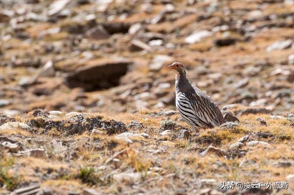 「玩乐足迹」日喀则到珠峰是整个行程景色最为逊色的一天