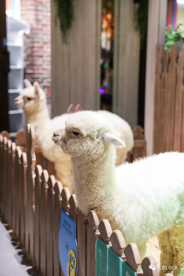 「玩乐足迹」北京首家室内动物园 · 和羊驼浣熊一起玩