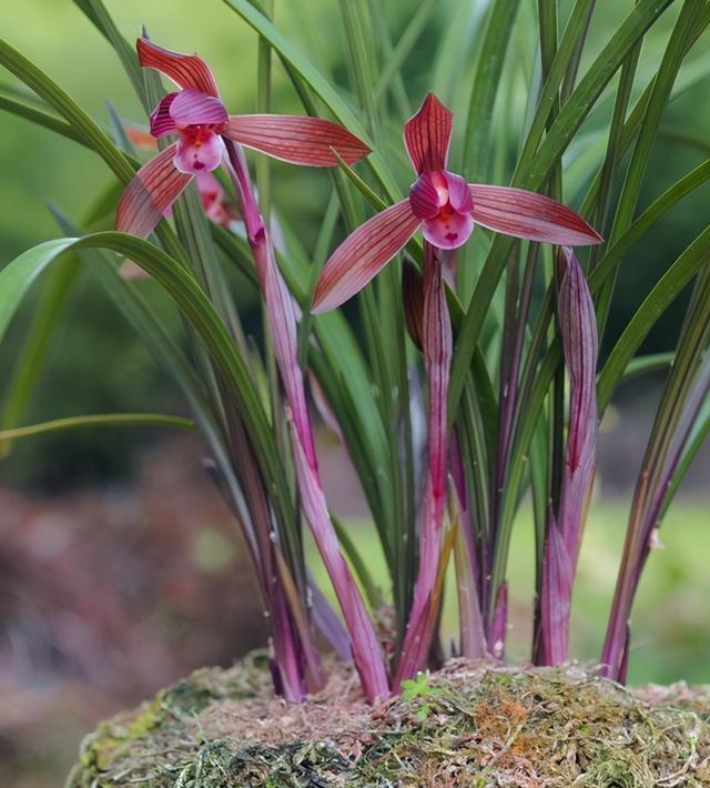 让人陶醉的兰花“醉红素”，花色艳丽，兰香醇正，勤花勤草还好养