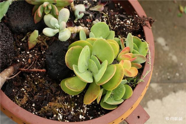 唐印，从绿得像菜，到红得真萌