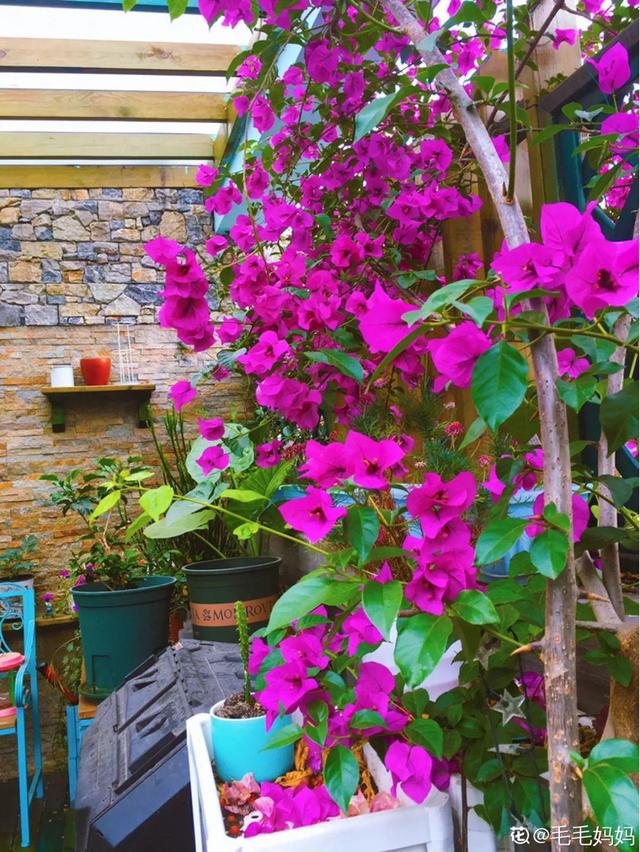 养三角梅，这几点做不对，光长叶子不开花