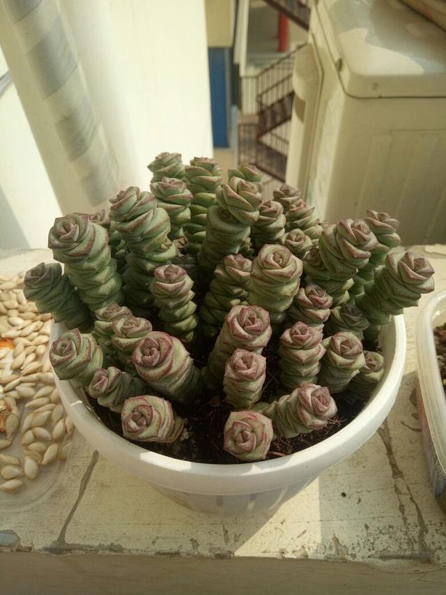 精致有质感的钱串，冬天养护注意4点，株型矮壮叶子胖嘟嘟