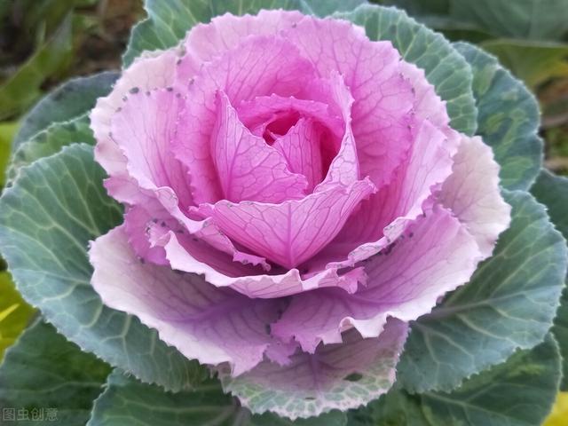 她家院子里冬天只种一种花，下雪也能常开不败，让人羡慕