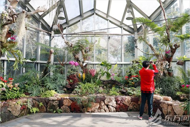 年宵|“属牛”的植物哪里有？年宵花展年味浓