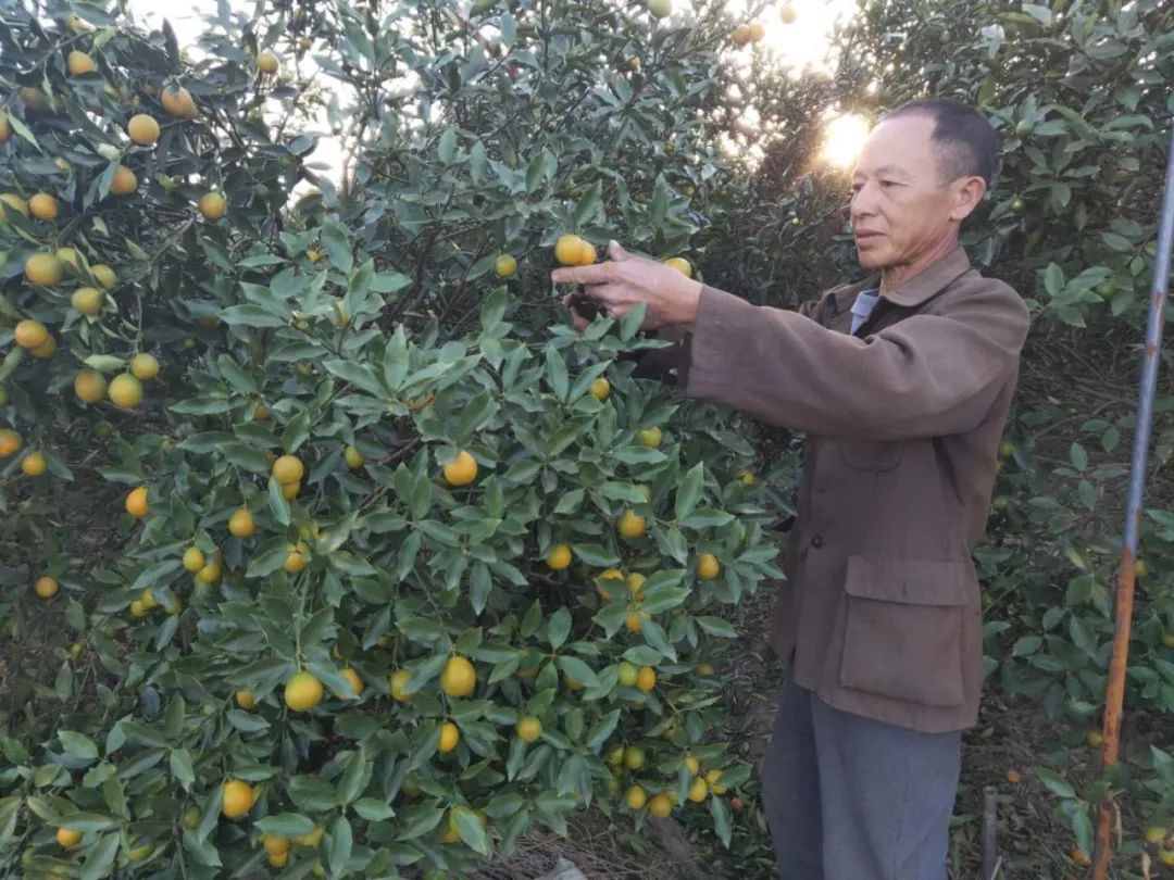 花牛苹果|酸甜爽口，润甜多汁，冬天不吃这些水果，我做不到