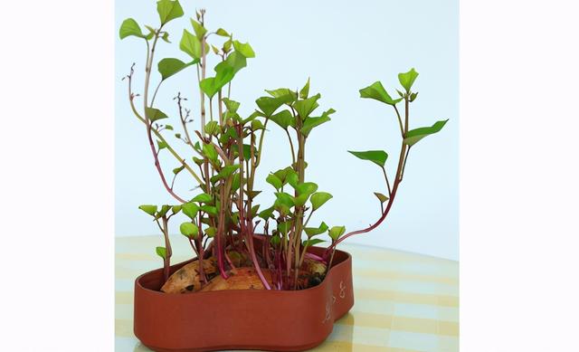 冬天里的烤红薯最受欢迎，那么如何自己在家做一个地瓜盆栽？