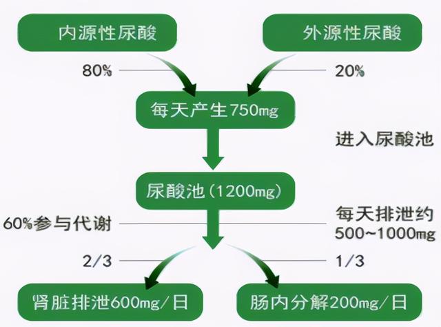 预防痛风不只是远离海鲜啤酒这么简单，改善内在因素才是关键