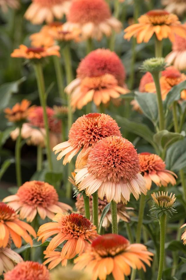 夏季庭院里一抹浓艳的色彩——松果菊