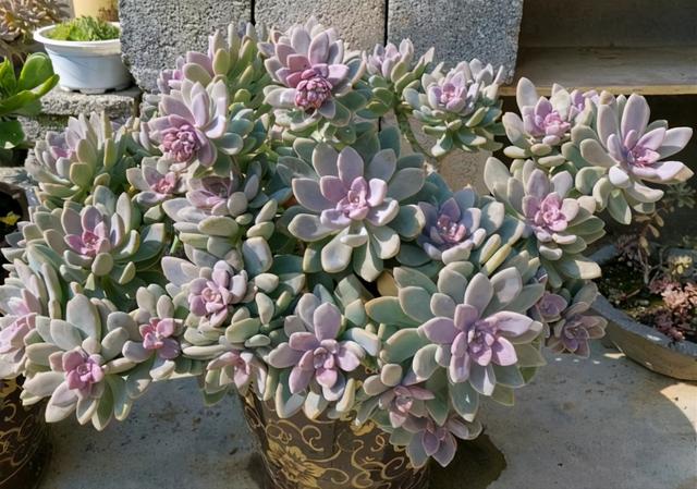 这“三多肉”是耐寒小普货，遇水疯长“寓意好”，半年养成小老桩