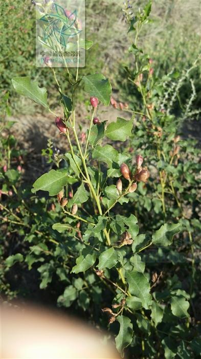 神农本草图经，薯蓣 菊花 甘草 人参 石斛 石龙芮