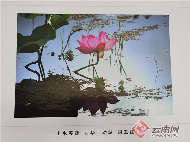 癌症|生命不止、自强不息！昆明癌症病友办起了书法绘画摄影展