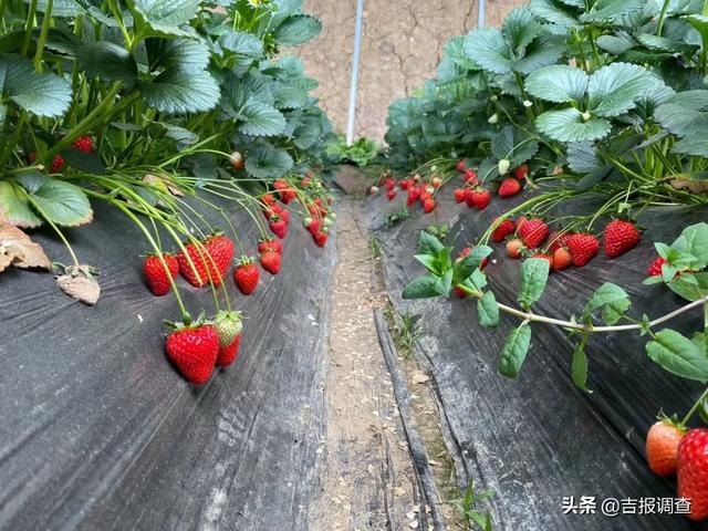 吉报调查聚焦靖宇县脱贫攻坚:产业项目如花绽放,贫困户致富的希望就在眼前