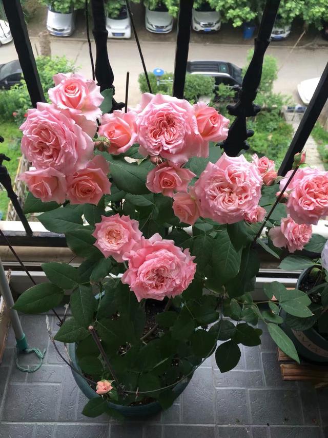 新手养月季选这款，皮实好养活，花大香浓四季开，盆栽地栽都可以