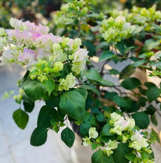 这三种“零差评”开花机器，寓意好比绿萝皮实，聪明花友都爱养