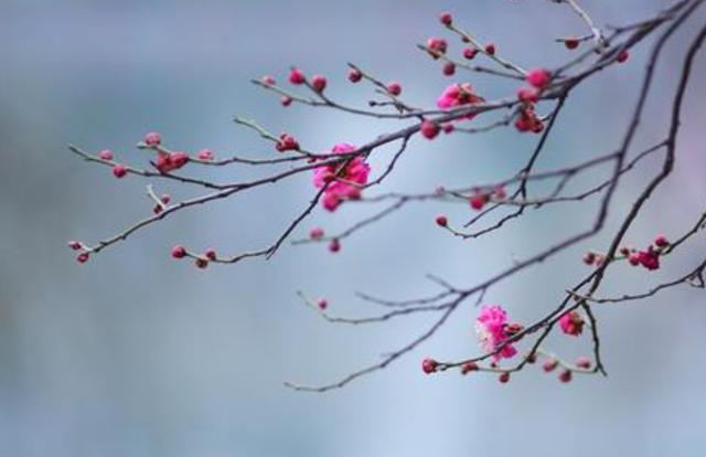 中国十大名花，寓意好观赏性强，很少人能养全