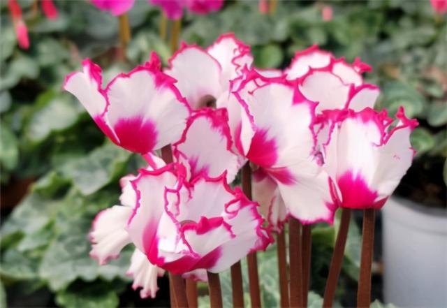 仙客来开花少？给足“肥力”，一直开到5月份