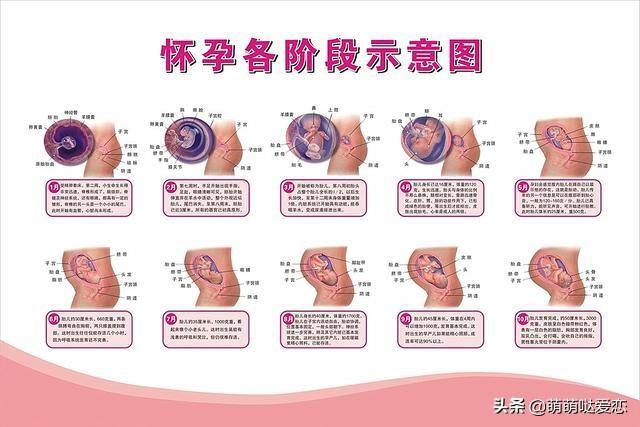 亲亲一家人|结婚5年终于怀孕,孕期第八月发现没有胎动,去医院吓坏医生