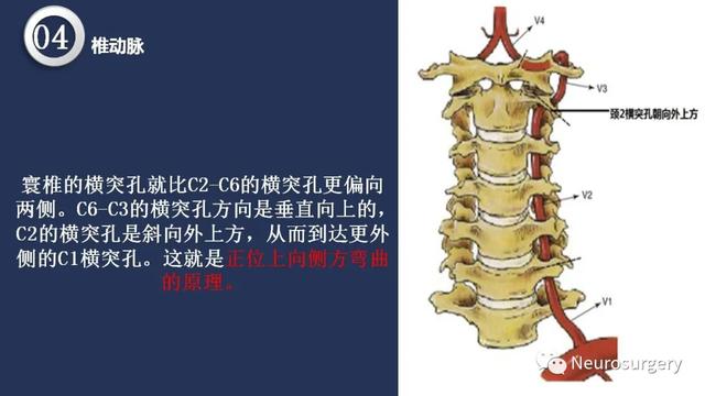 头颈动脉系统相关解剖