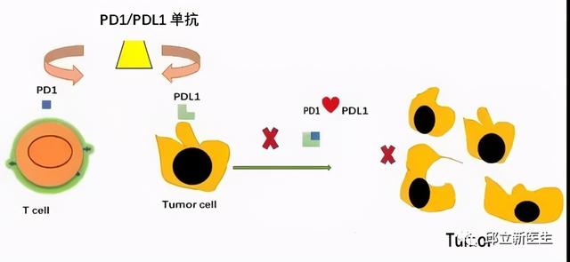 肿瘤医生揭秘：不懂免疫治疗的原理？先看肿瘤与免疫系统的关系