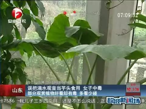 超级宝妈@家有宝宝，这些花再好看也别养，有毒！危害到宝宝健康后悔就晚了