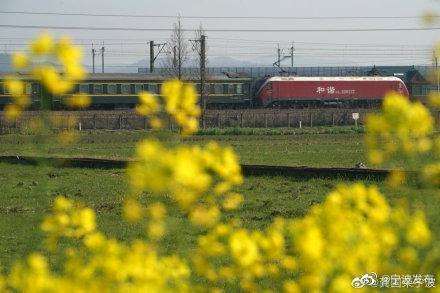 「光明网」开往春天的火车，穿梭油菜花田美