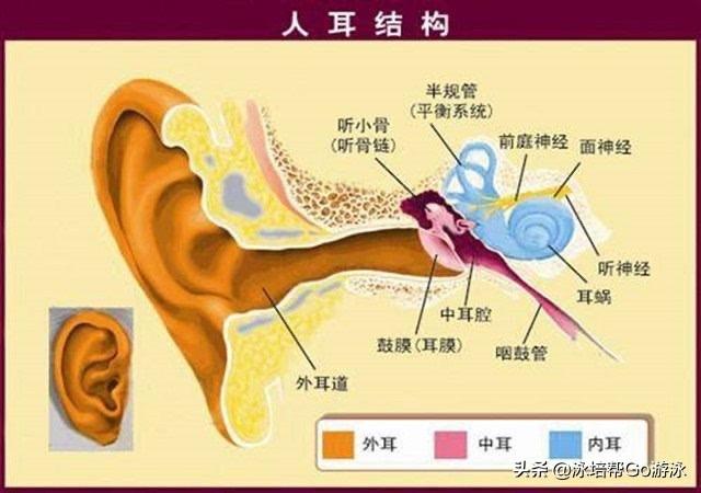 又因为水的重力作用,使水屏障和鼓膜之间产生负压,水不流出来是因为