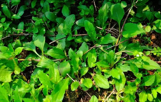 枸杞|春分吃春菜！江南这些带“头”野菜，我带头尝鲜啦